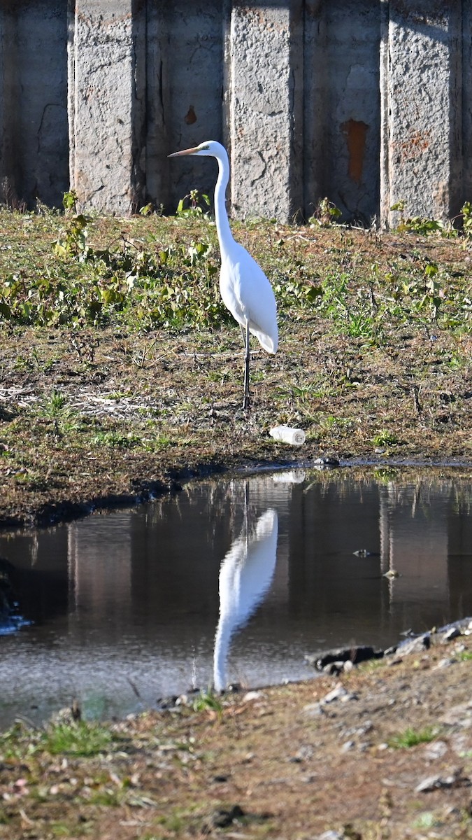 Great Egret - ML646503048