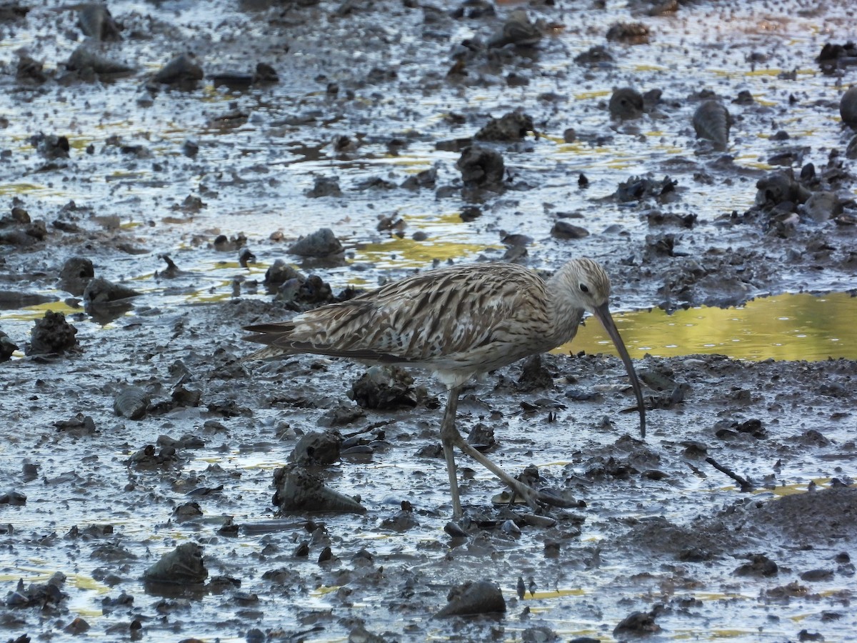 Морин тутгалжин - ML646503049