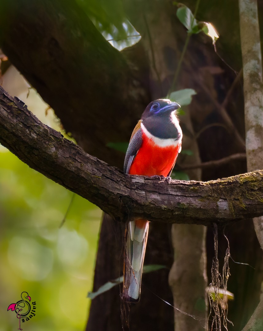 Trogon de Malabar - ML646503050
