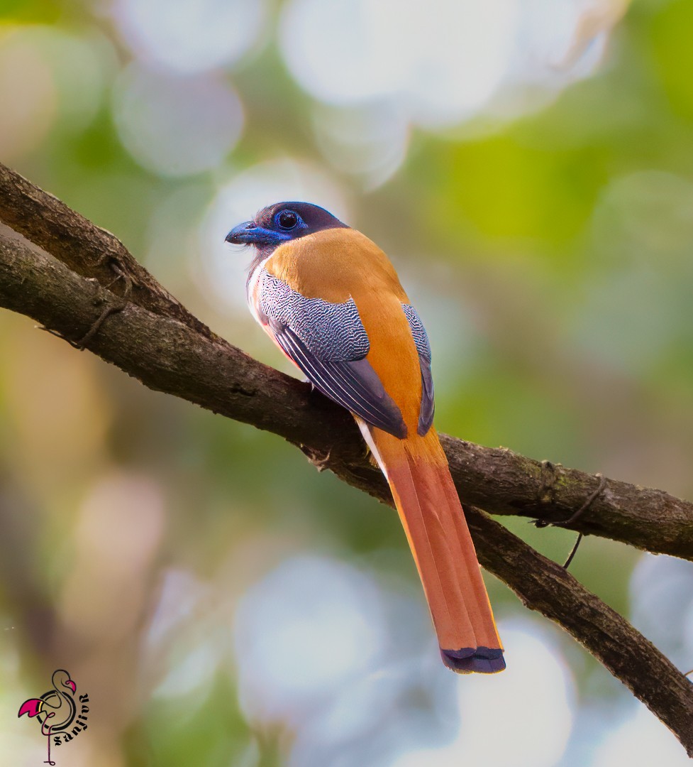 Trogon de Malabar - ML646503051