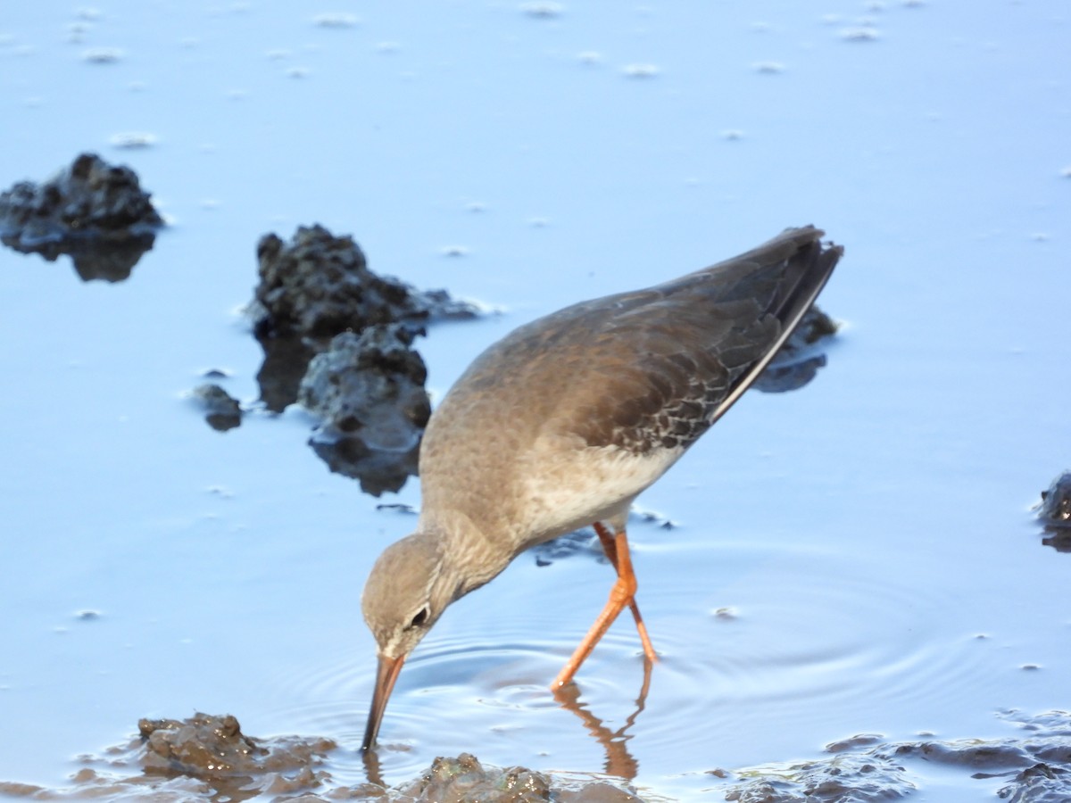 Улаан хөлт хөгчүү - ML646503052