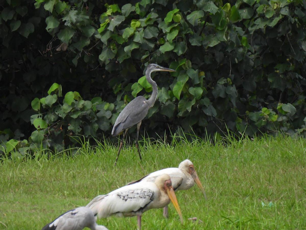 Gray Heron - ML646503054