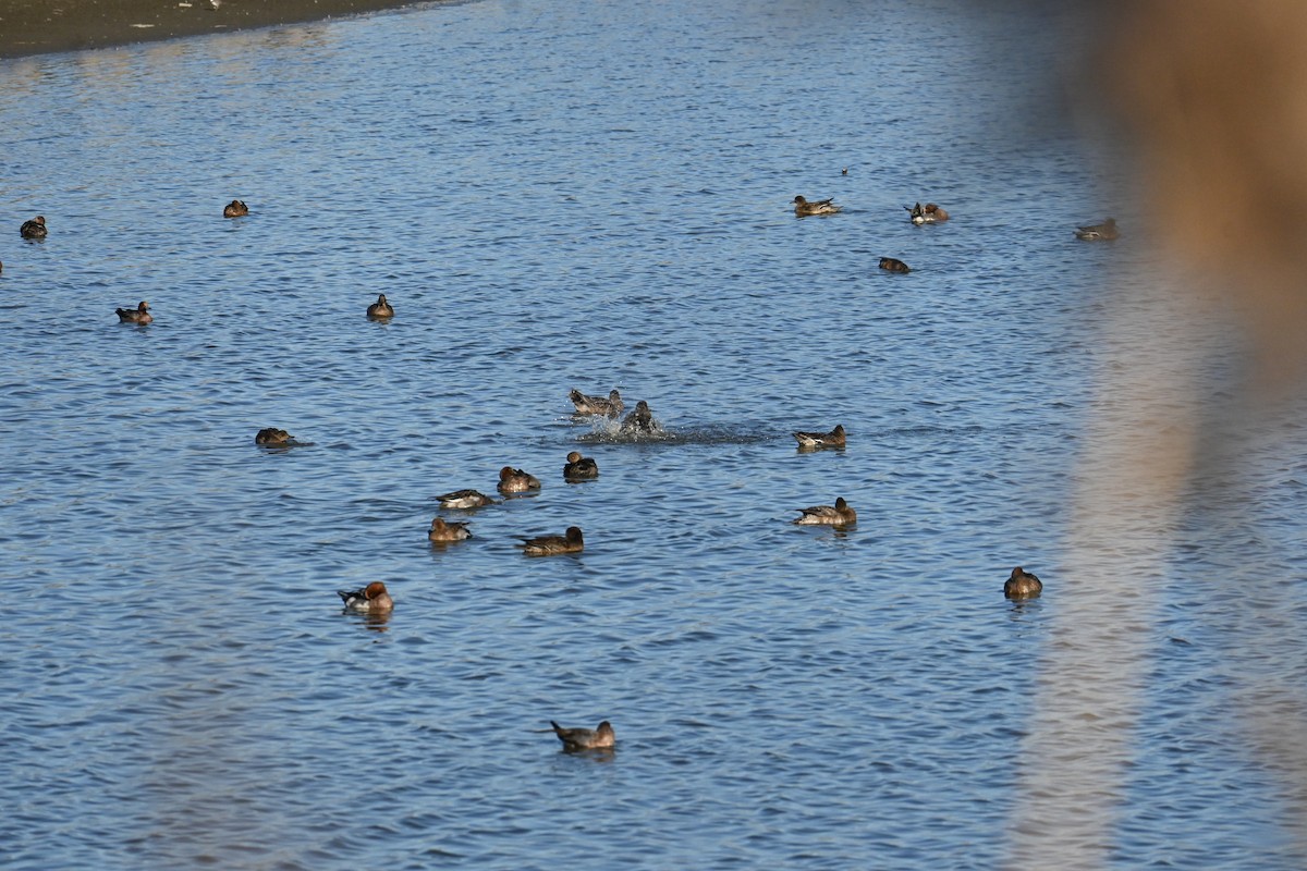 Eurasian Wigeon - ML646503055