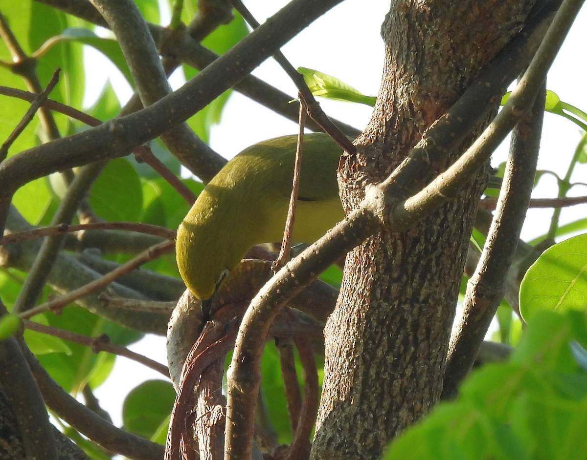 Australian Yellow White-eye - ML646503056