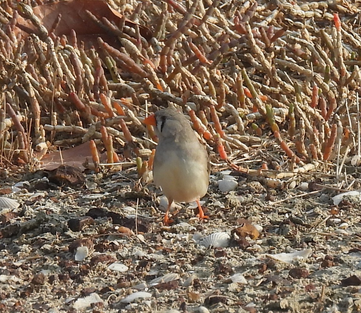 Zebra Finch (Australian) - ML646503058