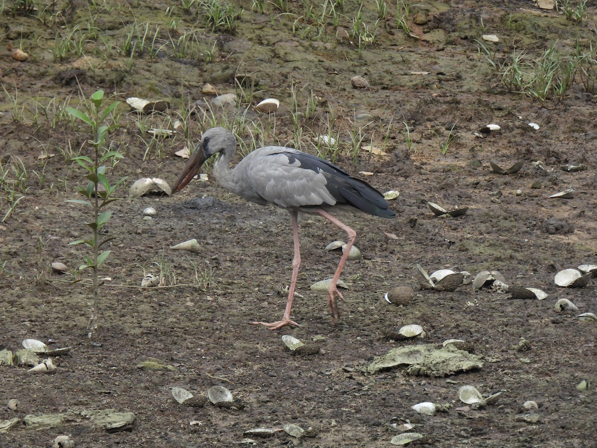 Asian Openbill - ML646503060