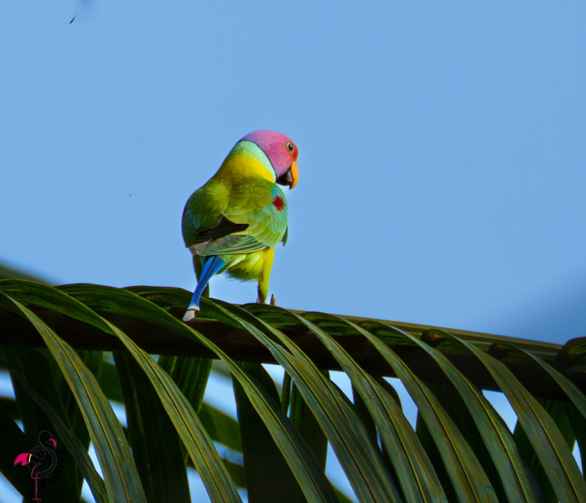 Plum-headed Parakeet - ML646503061