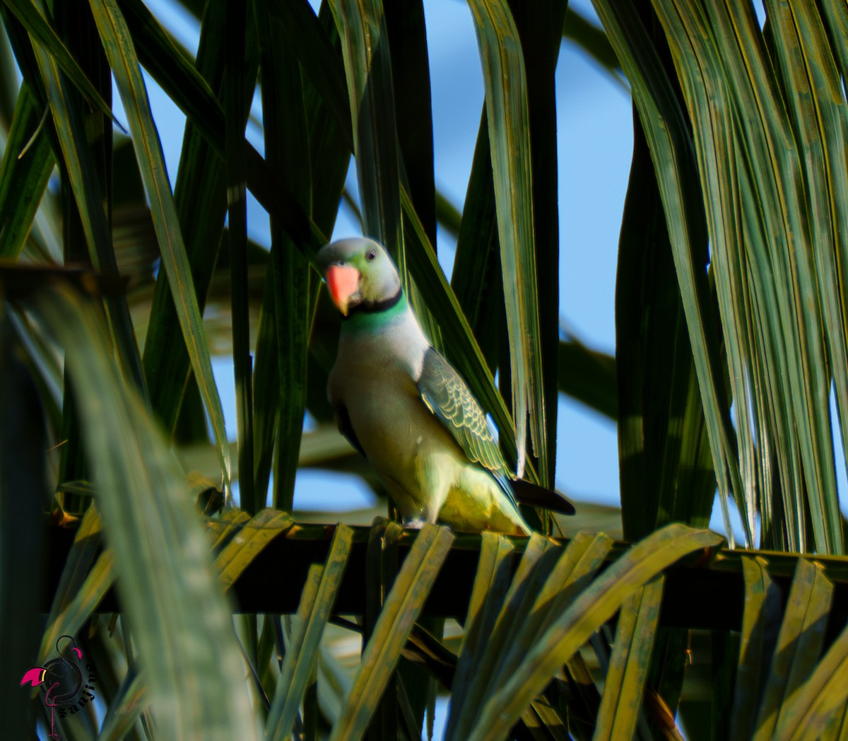 Malabar Parakeet - ML646503063