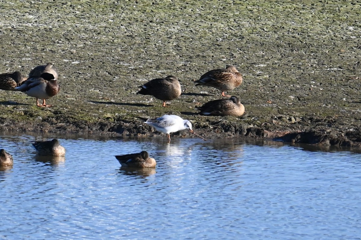 Black-headed Gull - ML646503065