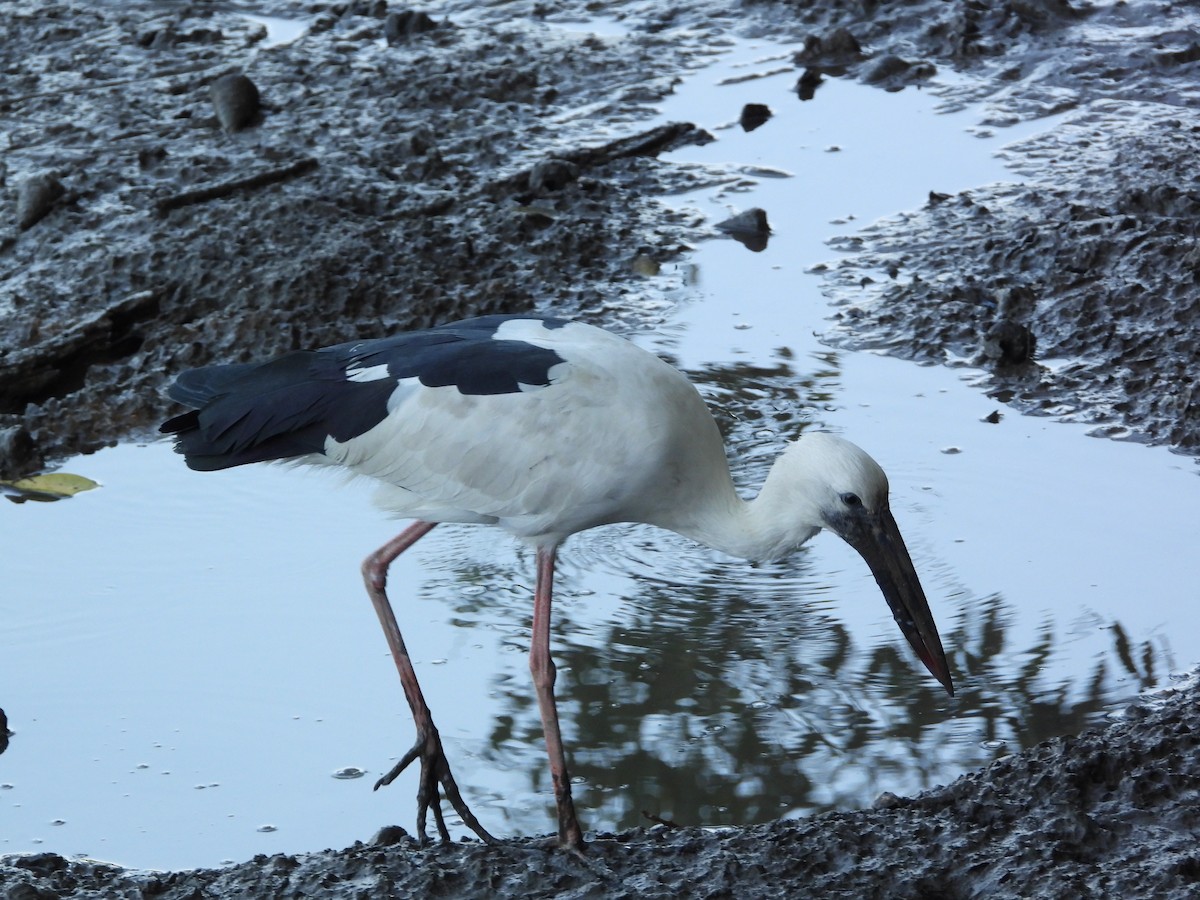 Asian Openbill - ML646503066