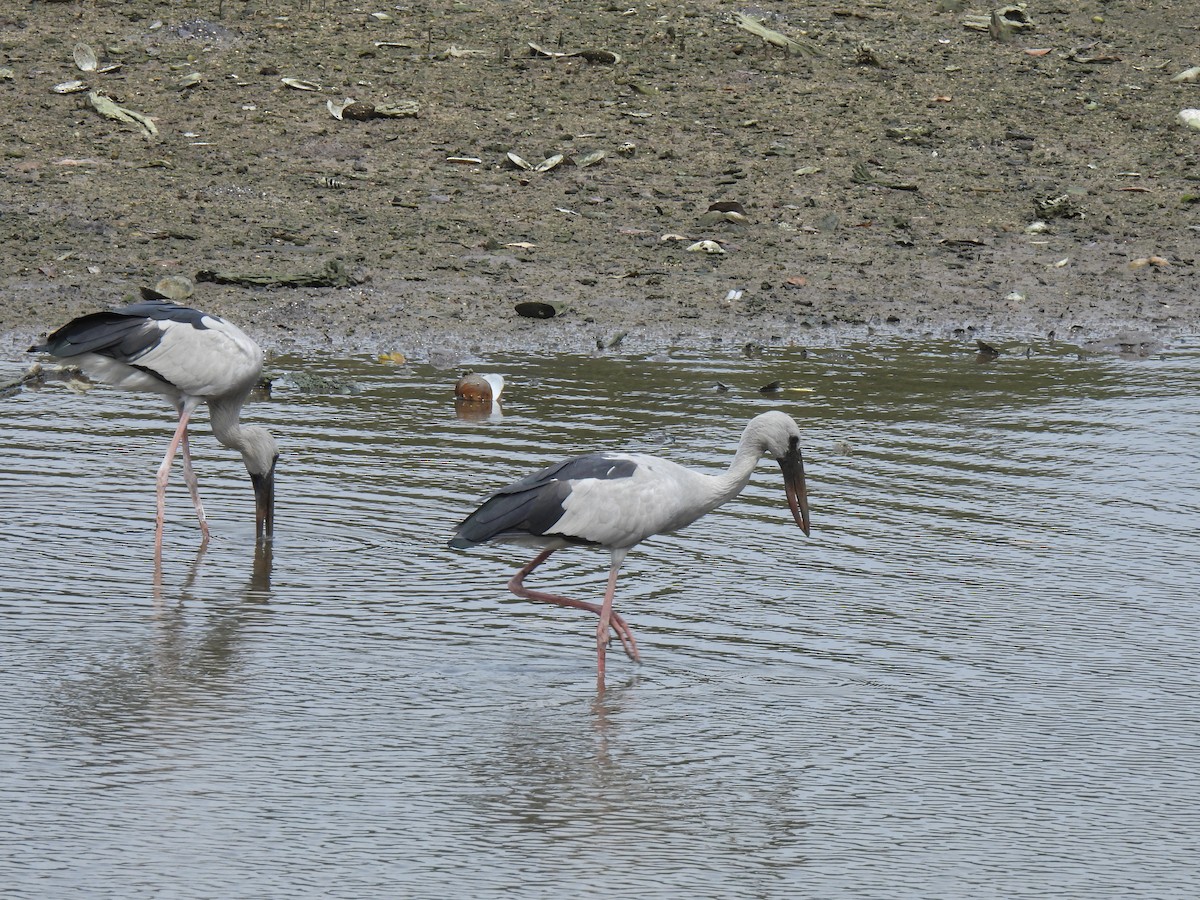 Asian Openbill - ML646503067