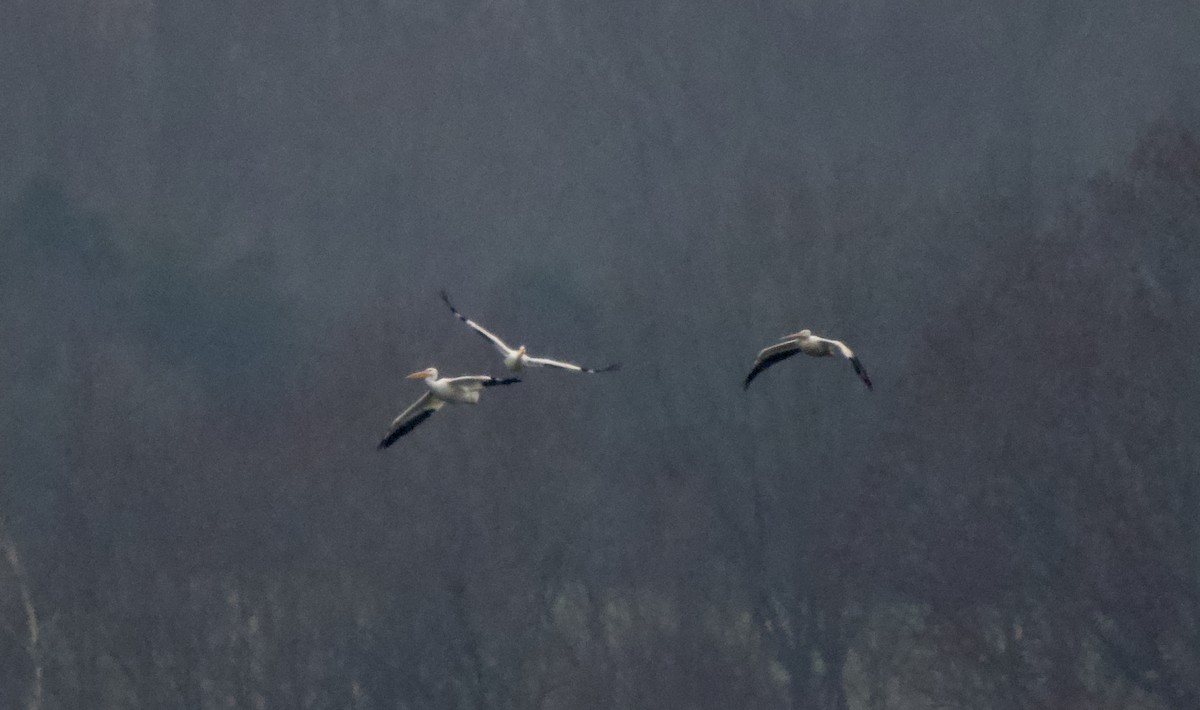 American White Pelican - ML646503068