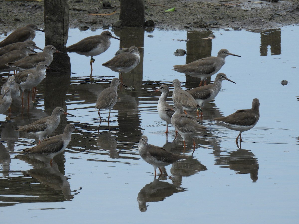 Common Redshank - ML646503069