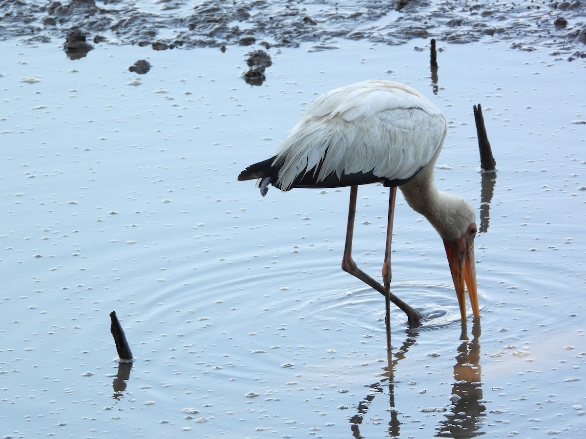 Milky Stork - ML646503070