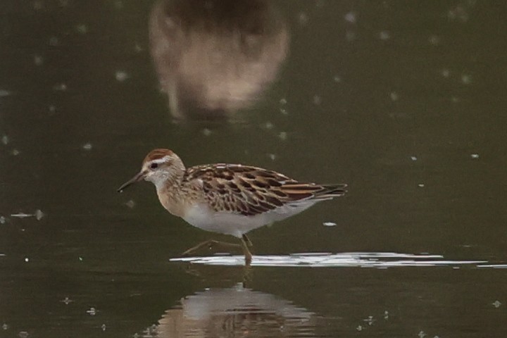 Bécasseau à queue pointue - ML646503073