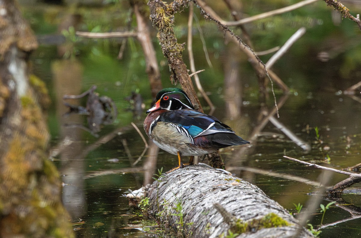 kachnička karolínská - ML646503075