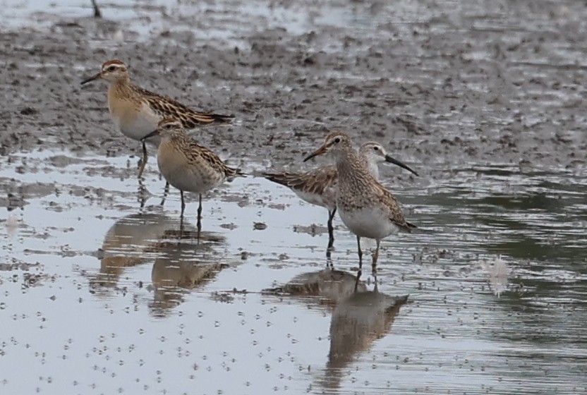 Bécasseau à queue pointue - ML646503077