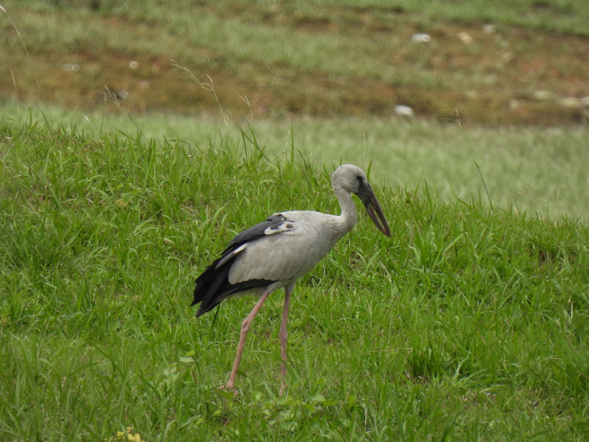 Asian Openbill - ML646503078