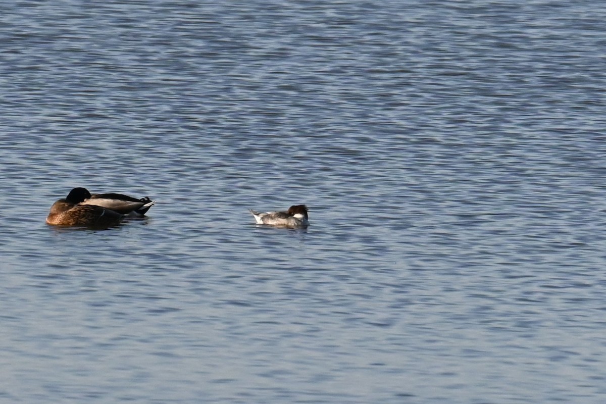 Smew - ML646503081