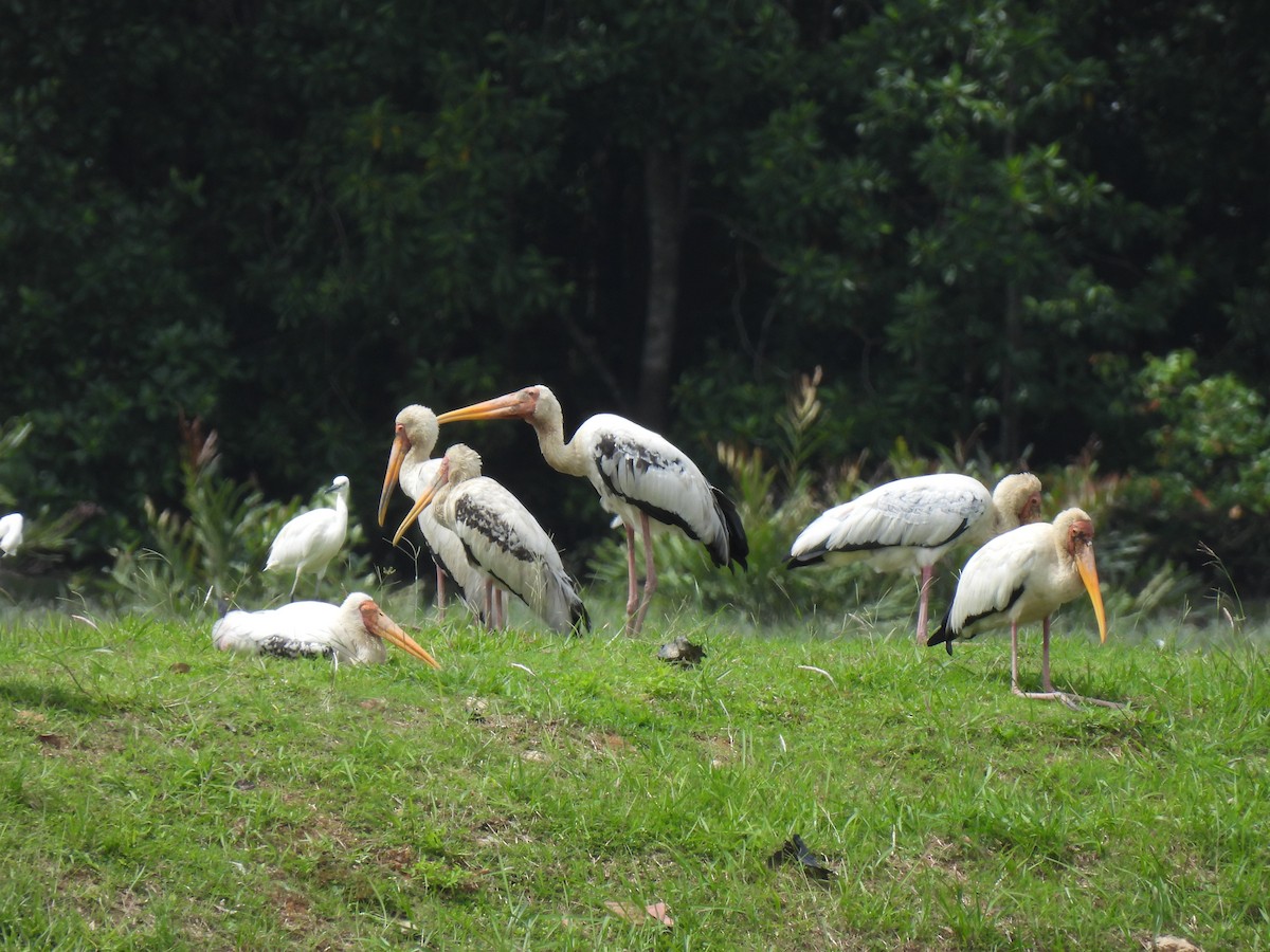 Milky Stork - ML646503083