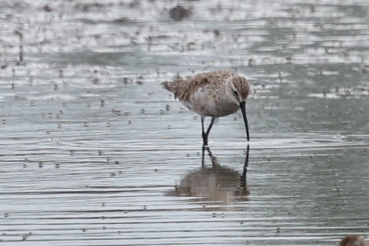 Bécasseau cocorli - ML646503084