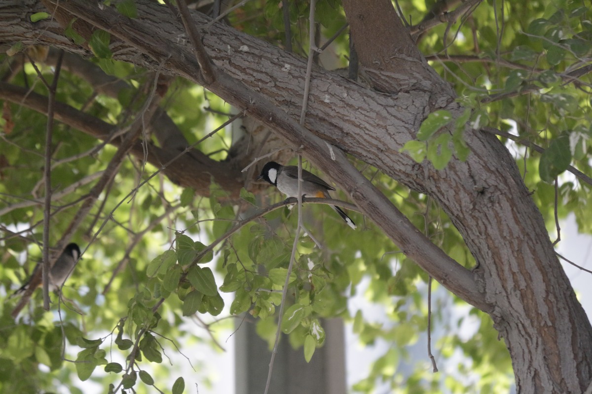White-eared Bulbul - ML646503086