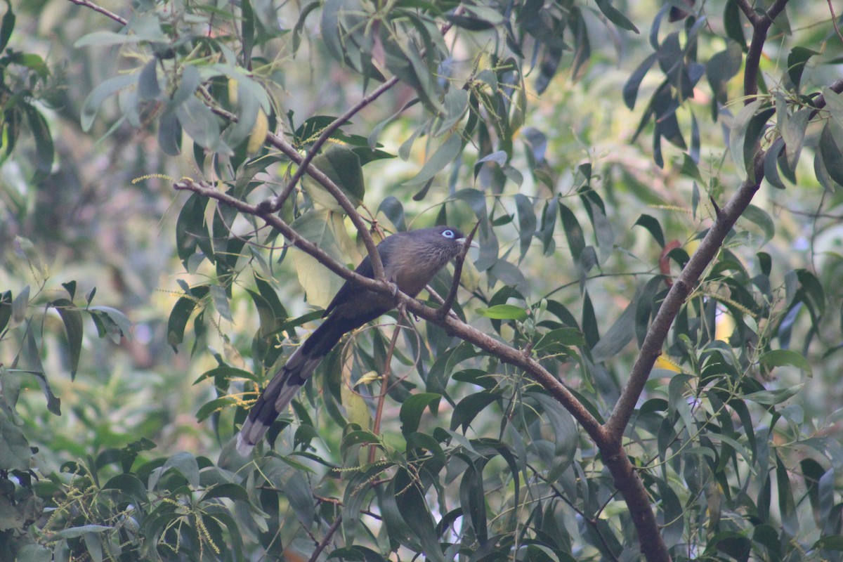 Blue-faced Malkoha - ML646503087