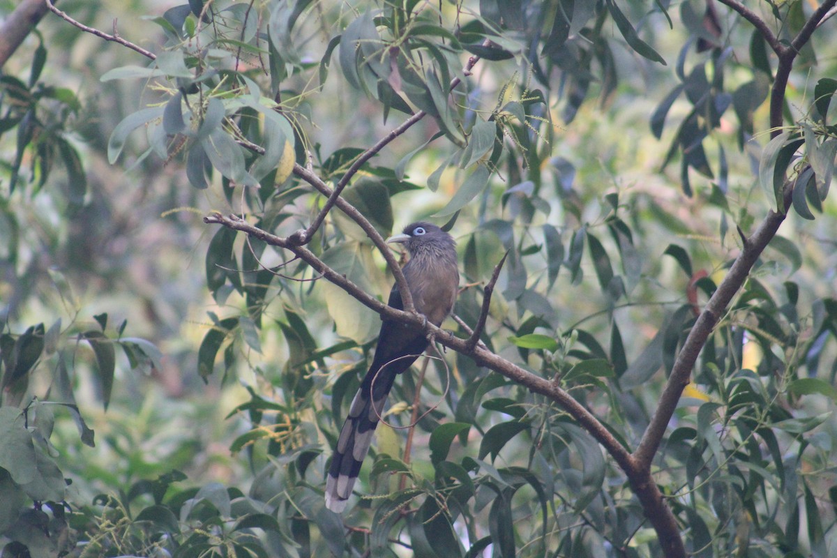 Blue-faced Malkoha - ML646503088