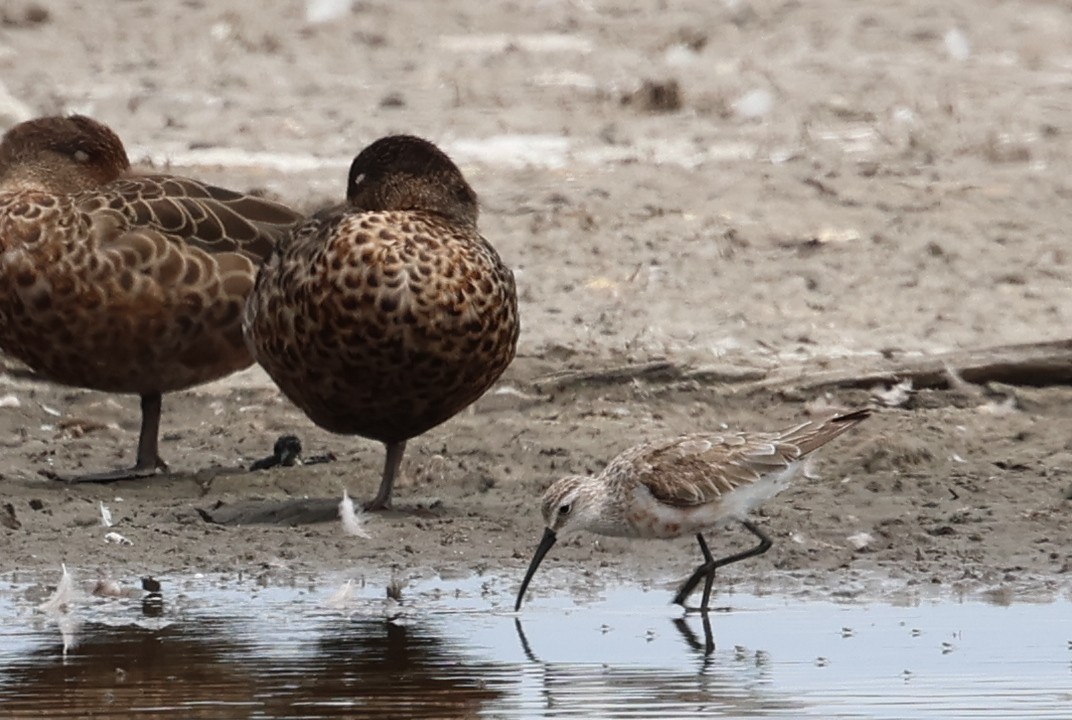 Bécasseau cocorli - ML646503089