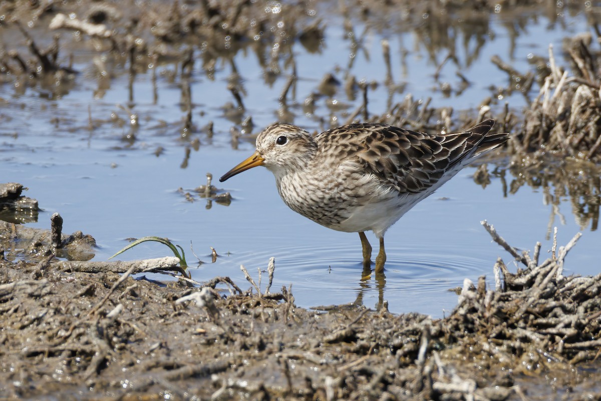 美洲尖尾濱鷸 - ML646503090