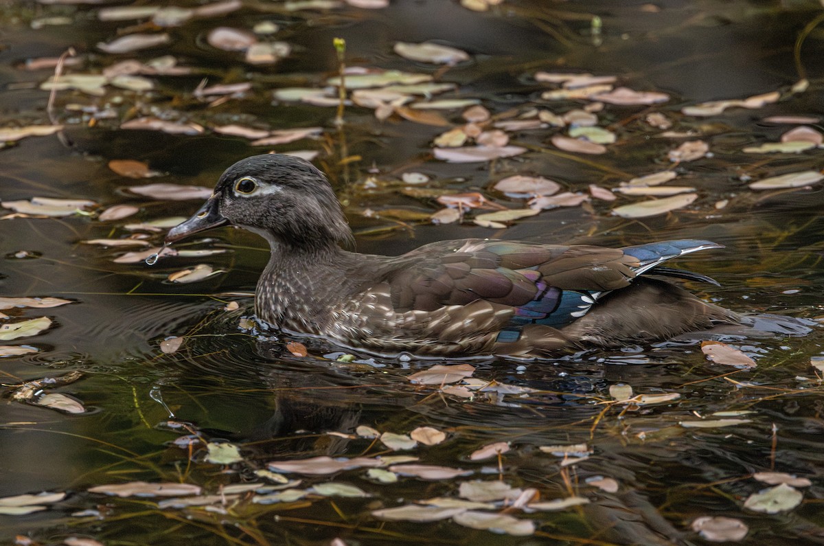 kachnička karolínská - ML646503092