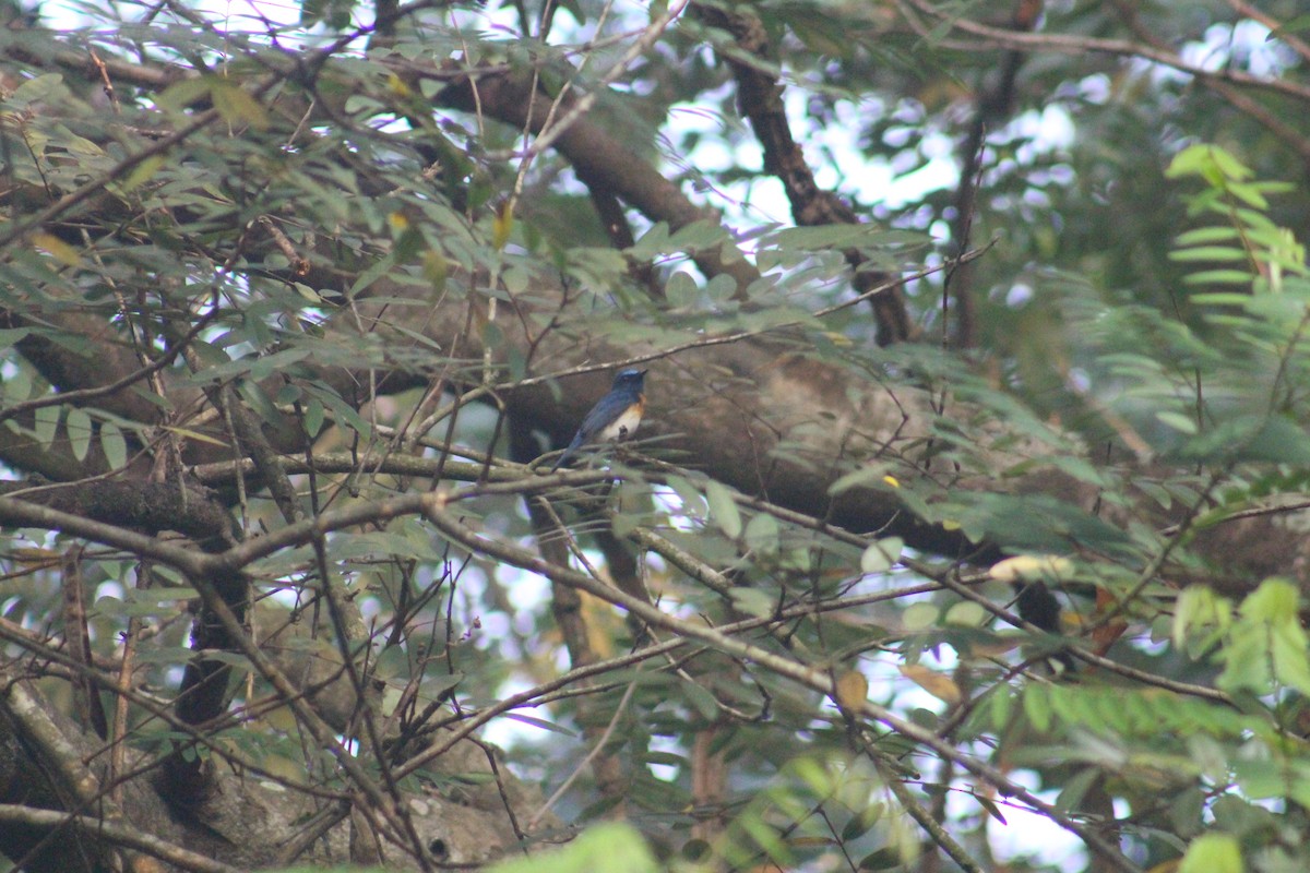 藍喉藍仙鶲 - ML646503093