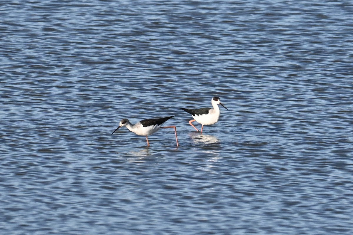 高蹺鴴 - ML646503094