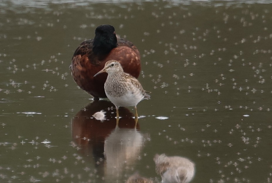 美洲尖尾濱鷸 - ML646503095