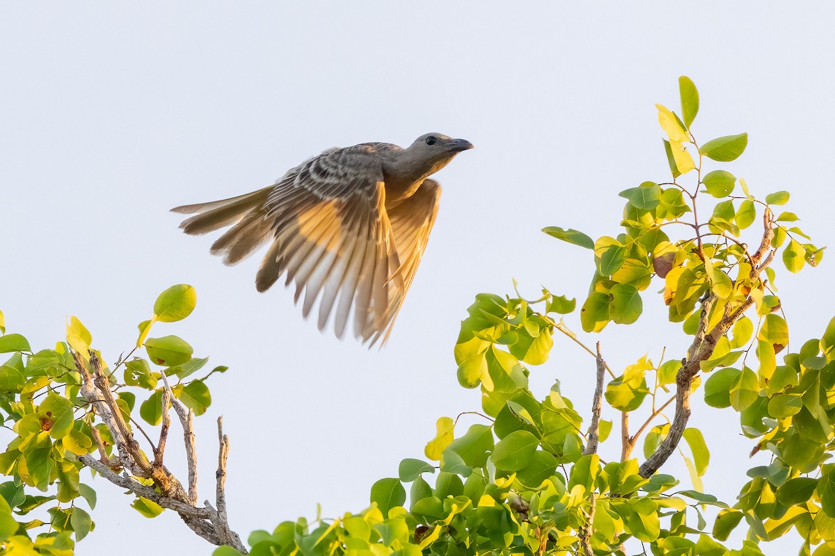 Great Bowerbird - ML646503096