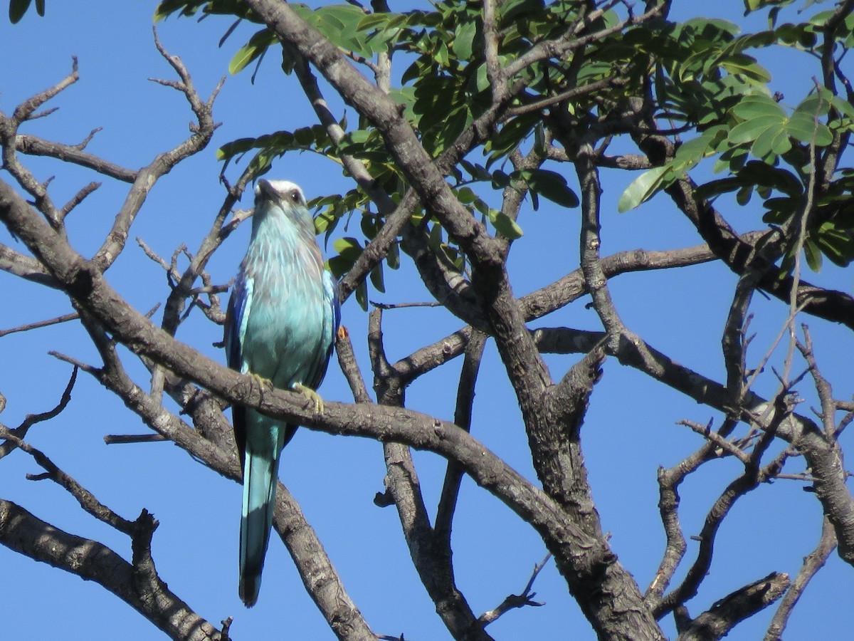 Racket-tailed Roller - ML646503097