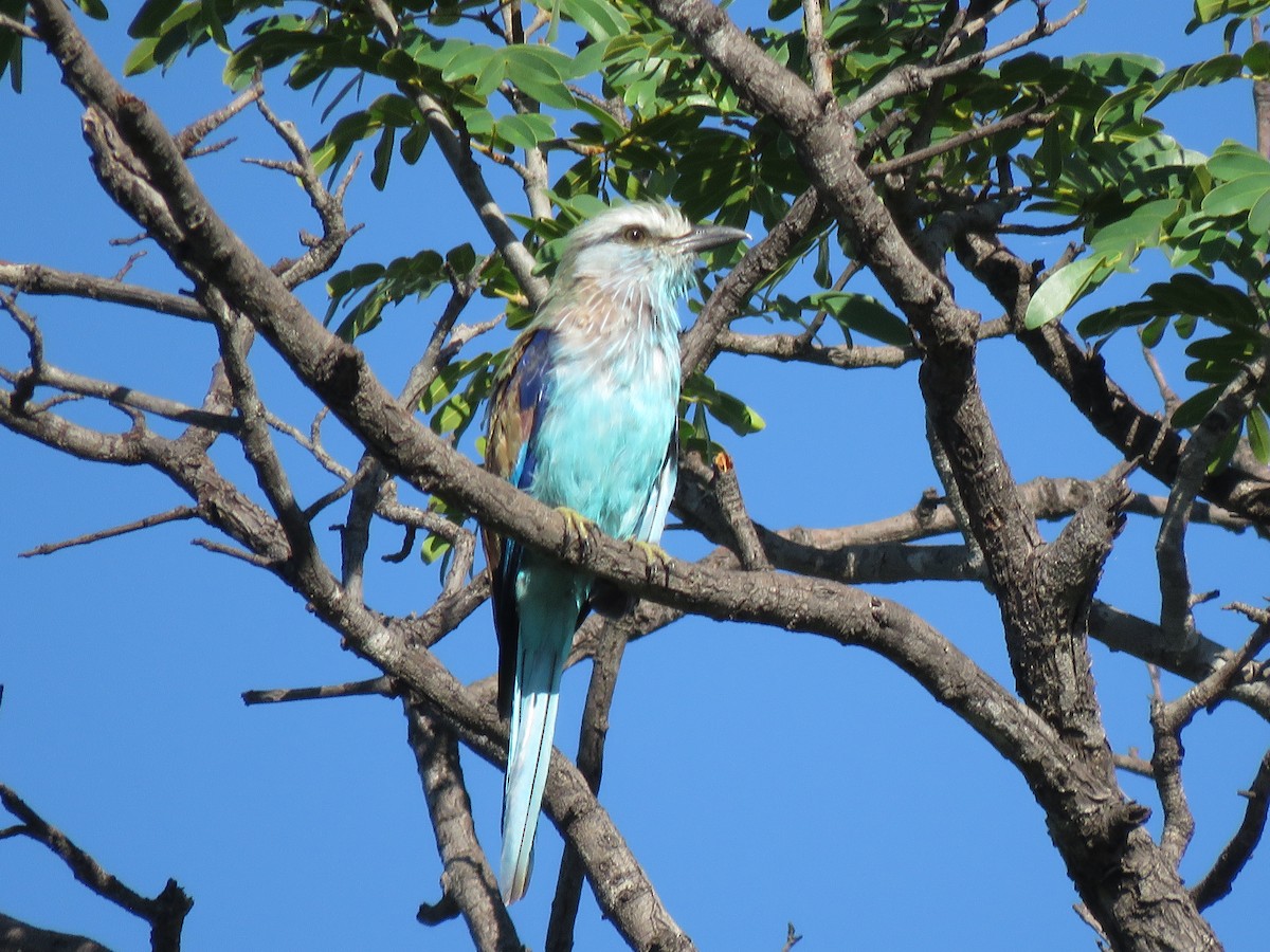 Racket-tailed Roller - ML646503098