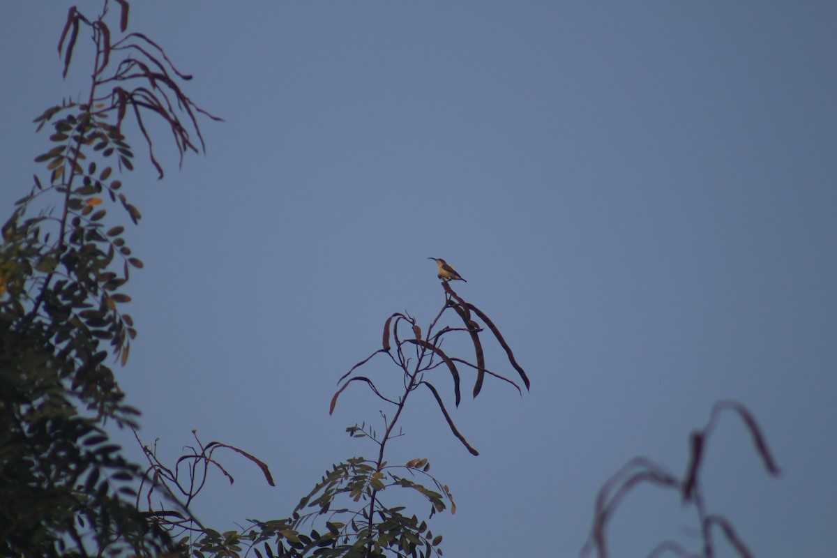 Loten's Sunbird - ML646503100