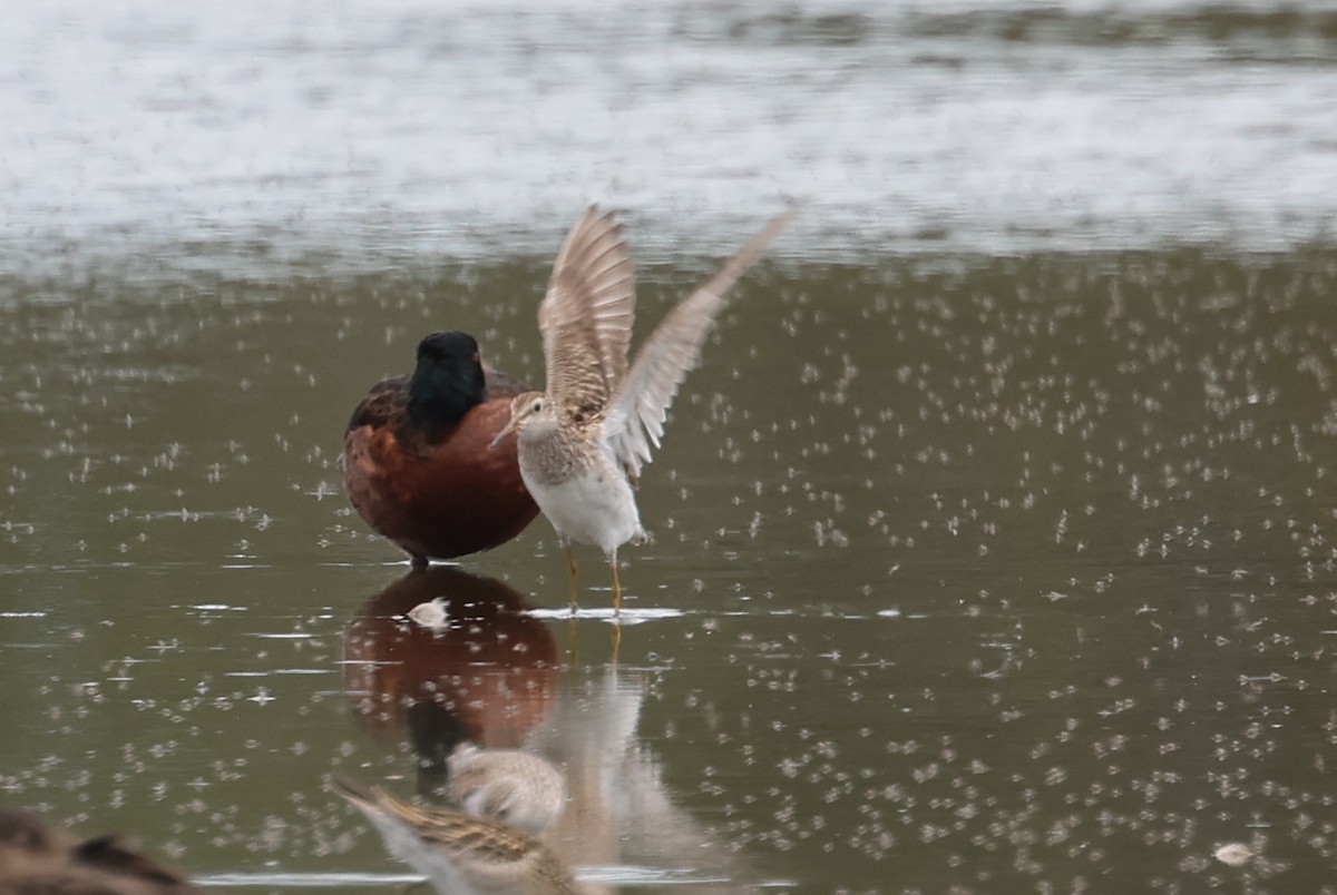 美洲尖尾濱鷸 - ML646503101