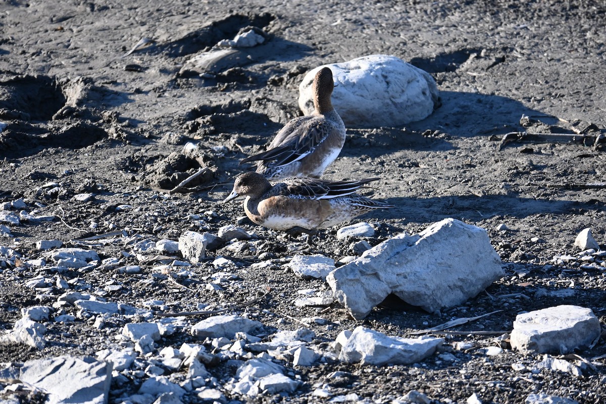 赤頸鴨 - ML646503102
