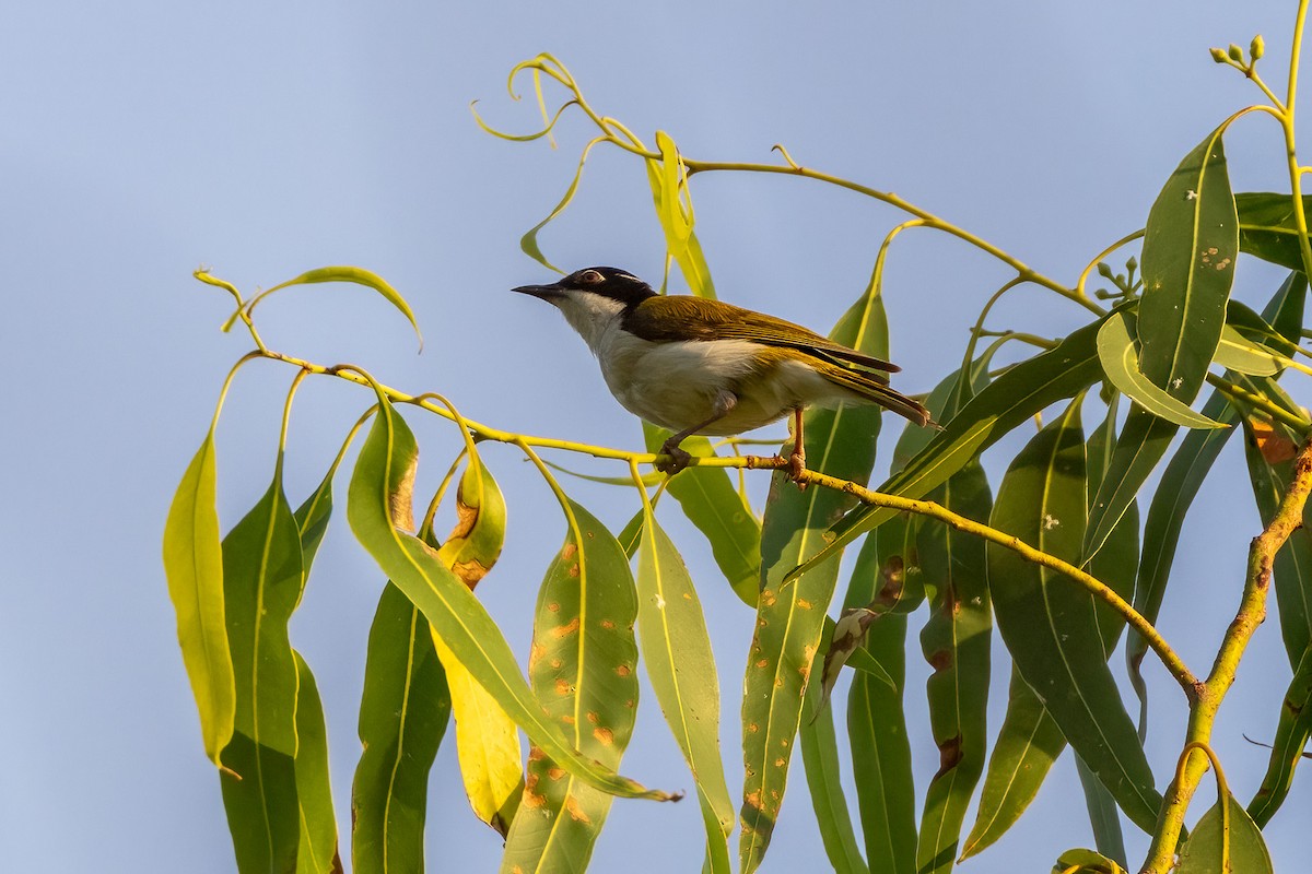 White-throated Honeyeater - ML646503103