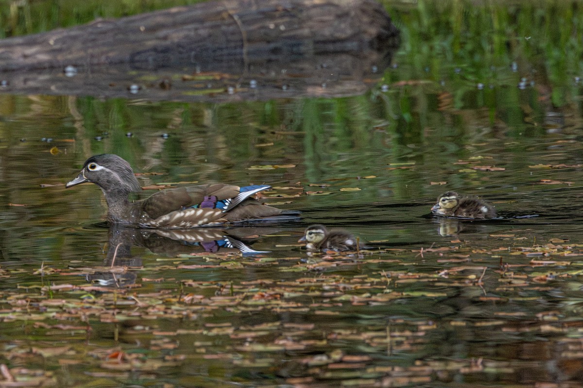 美洲鴛鴦 - ML646503104