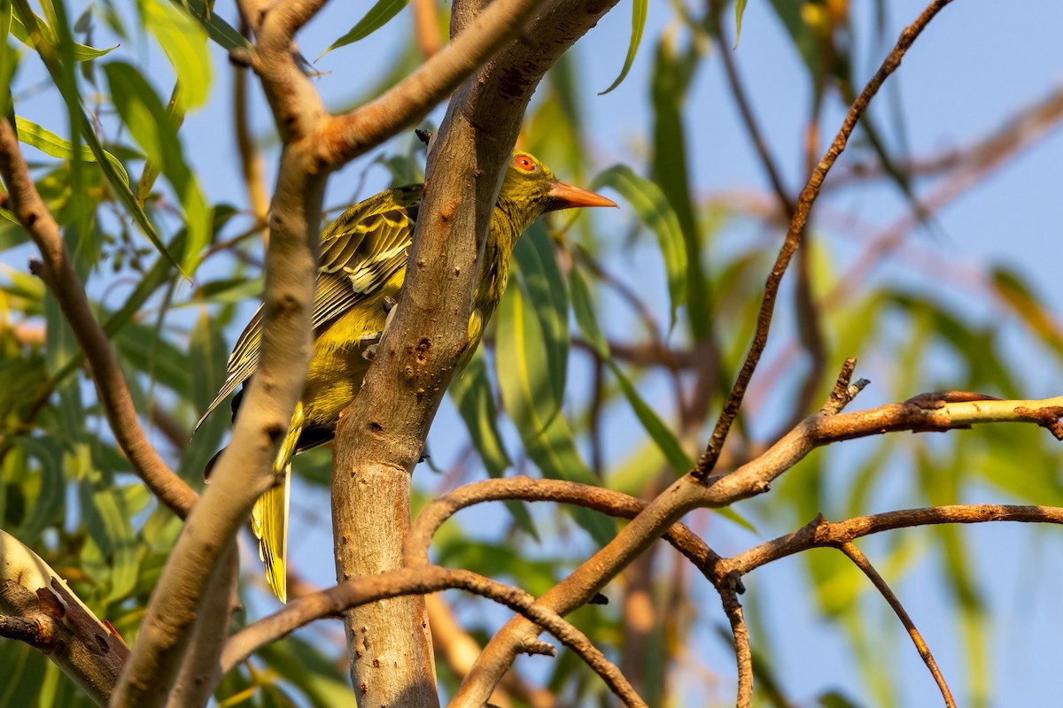 Green Oriole - ML646503105