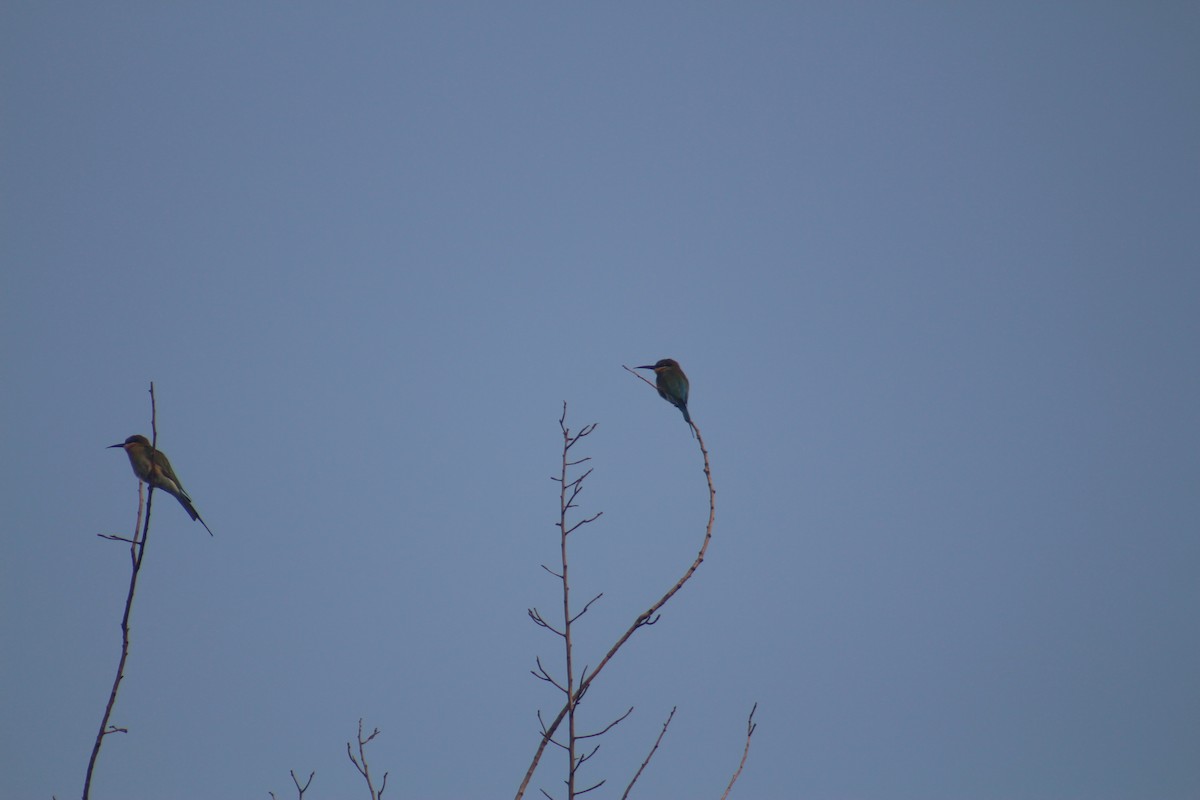 栗喉蜂虎 - ML646503106