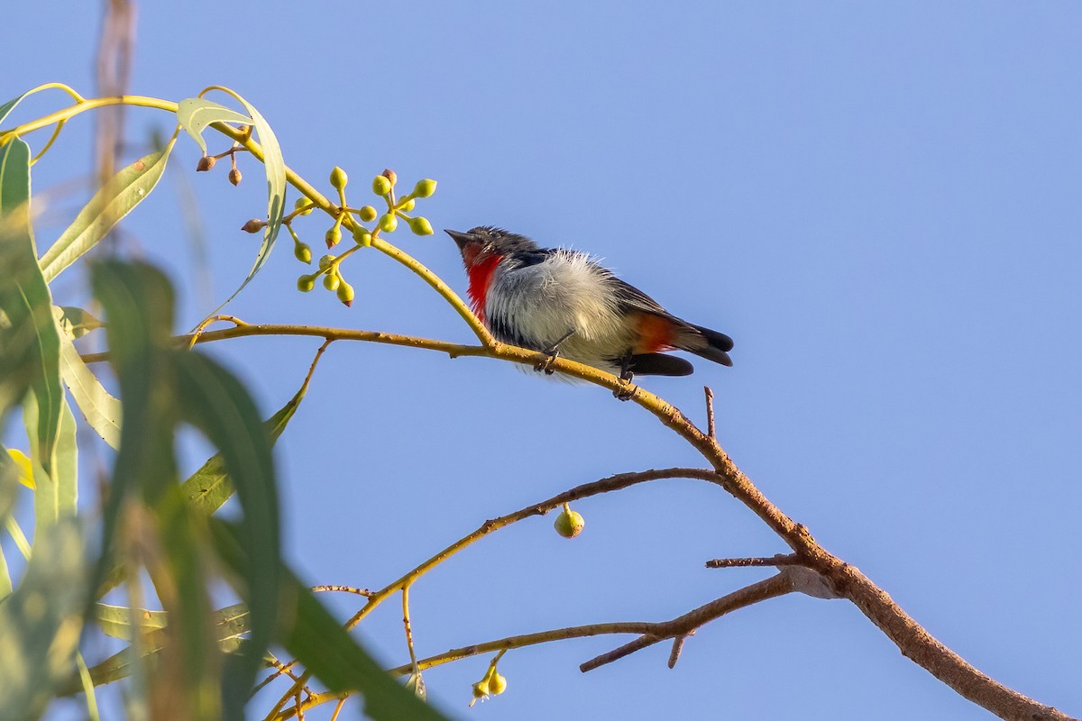 Mistletoebird - ML646503107