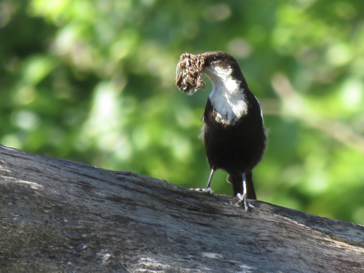 Arnot's Chat - ML646503108