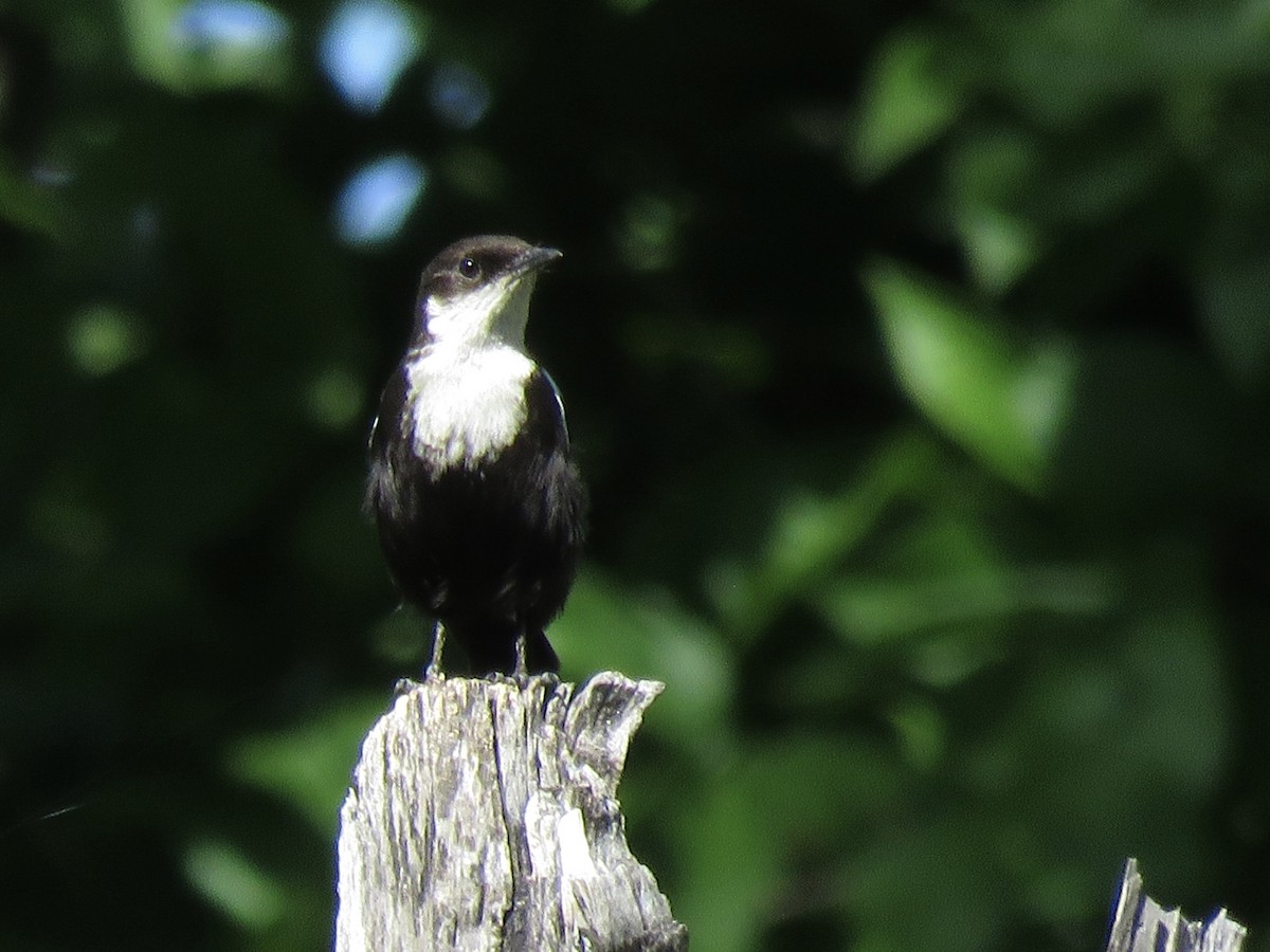 Arnot's Chat - ML646503109