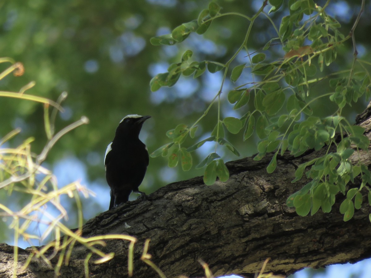 Arnot's Chat - ML646503110