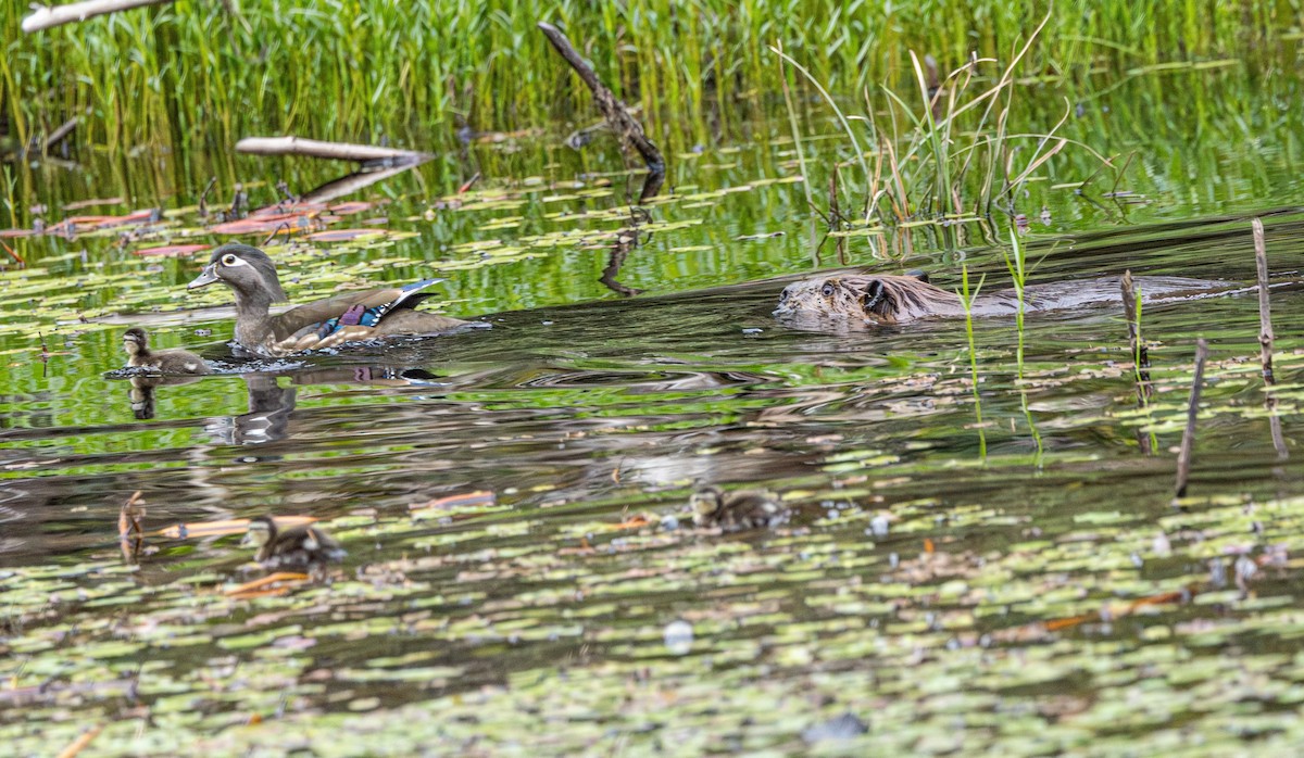 美洲鴛鴦 - ML646503111