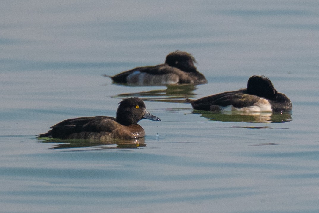 鳳頭潛鴨 - ML646503112